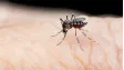 Dengue on the Rise: How You Can Stay Safe