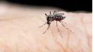Dengue on the Rise: How You Can Stay Safe