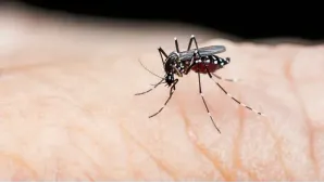 Dengue on the Rise: How You Can Stay Safe
