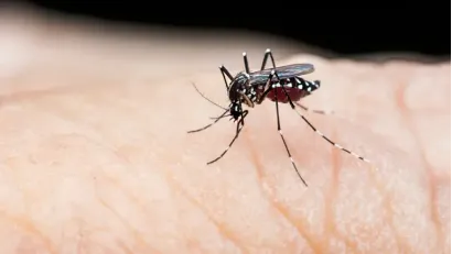 Dengue on the Rise: How You Can Stay Safe