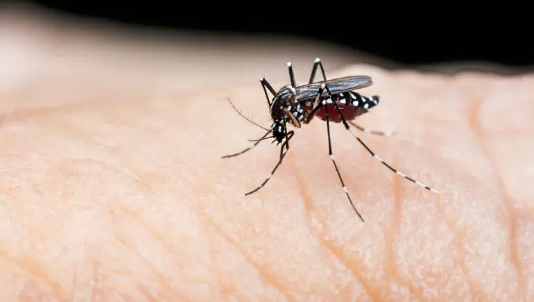 Dengue on the Rise: How You Can Stay Safe