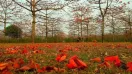 Top Eco-Tourism Spots You Must Visit in Bangladesh