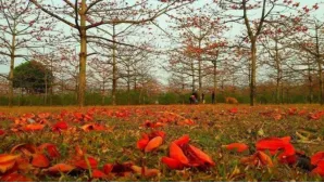 Top Eco-Tourism Spots You Must Visit in Bangladesh